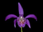 Read more: Pleione Tongariro