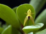 Leggi tutto: Pleurothallis sertularioides