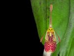 Read more: Restrepia muscifera