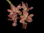 Read more: Rhynchostylis Gigantea Orange Spot