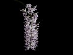 Read more: Rhynchostylis retusa