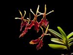 Read more: Renanthera vietnamensis