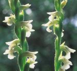 Read more: Spiranthes aestivalis