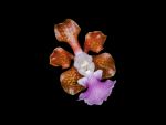 Read more: Vanda insignis