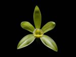 Read more: Vanilla planifolia