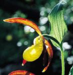 Read more: Cypripedium calceolus