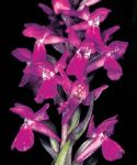 Read more: Dactylorhiza traunsteineri