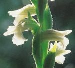 Leggi tutto: Spiranthes spiralis