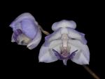 Read more: Aganisia cyanea