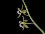 Read more: Acriopsis indica