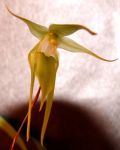 Read more: Aeranthes peyrotii