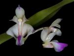 Read more: Aerides falcata