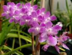 Leggi tutto: Aerides krabiensis