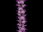 Read more: Aerides multiflora