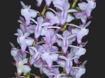 Read more: Aerides odorata 2