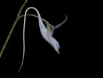 Read more: Angraecum leonis