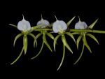 Read more: Angraecum longicalcar