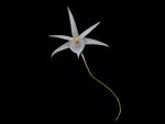 Leggi tutto: Angraecum rutenbergianum