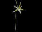 Read more: Angraecum sesquipedale