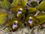 Read more: Bifrenaria tetragona