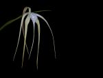 Read more: Brassavola cucullata