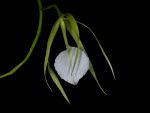 Read more: Brassavola nodosa