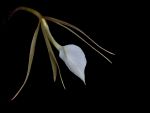 Read more: Brassavola venosa