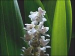 Read more: Bryobium hyacinthoides