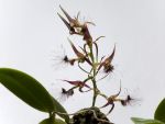 Leggi tutto: Bulbophyllum barbigerum