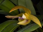 Leggi tutto: Bulbophyllum dearei