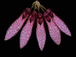 Read more: Bulbophyllum dentiferum