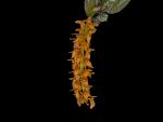 Read more: Bulbophyllum elassonotum