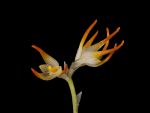 Read more: Bulbophyllum triflorum