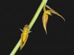 Leggi tutto: Bulbophyllum rufinum 