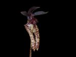 Leggi tutto: Bulbophyllum lasiochilum