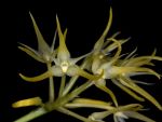Read more: Bulbophyllum laxiflorum