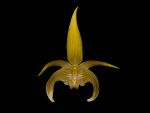 Leggi tutto: Bulbophyllum lobbii