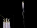 Read more: Bulbophyllum longissimum