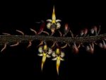 Leggi tutto: Bulbophyllum maximum