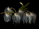 Read more: Bulbophyllum medusae