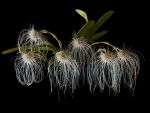 Leggi tutto: Bulbophyllum medusae