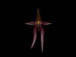 Leggi tutto: Bulbophyllum nymphopolitanicum