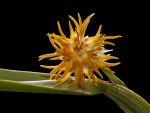 Leggi tutto: Bulbophyllum odoratissimum