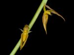 Read more: Bulbophyllum rufinum