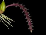 Leggi tutto: Bulbophyllum saurocephalus