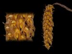 Leggi tutto: Bulbophyllum sicyobulbon