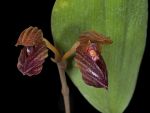 Read more: Bulbophyllum subumbellatum