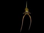 Read more: Bulbophyllum sulawesii