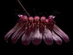 Leggi tutto: Bulbophyllum longiflorum