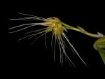 Read more: Bulbophyllum vaginatum